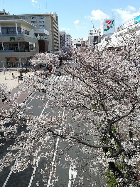 2019桜３.jpg